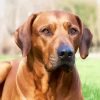 Rhodesian Ridgeback Sitting diamond painting