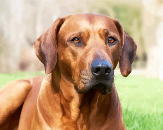 Rhodesian Ridgeback Sitting diamond painting