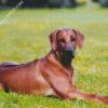 Ridgeback Animal diamond painting