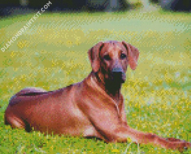 Ridgeback Animal diamond painting