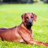 Ridgeback Animal diamond painting