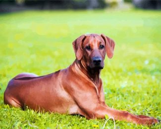 Ridgeback Animal diamond painting