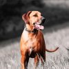 Ridgeback Dog diamond painting