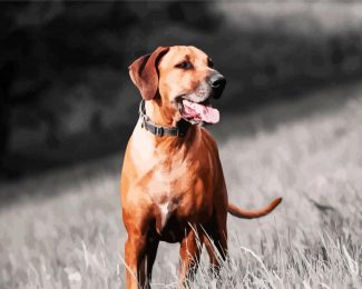 Ridgeback Dog diamond painting