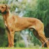 Ridgeback Dogs diamond painting