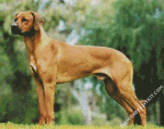 Ridgeback Dogs diamond painting