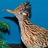 Roadrunner Bird diamond painting