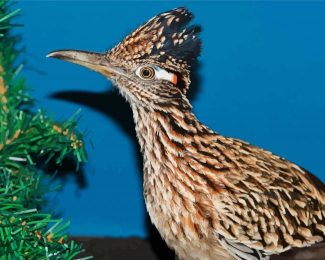 Roadrunner Bird diamond painting