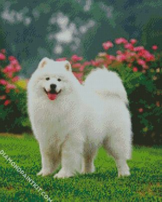 Samoyed Pet diamond painting