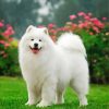 Samoyed Pet diamond painting