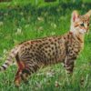 Savannah Cat Animal diamond painting