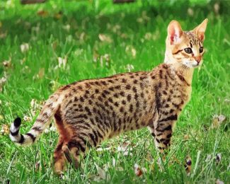 Savannah Cat Animal diamond painting