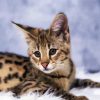 Savannah Cat diamond painting