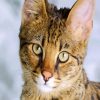 Savannah Cat Face diamond painting