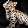 Savannah Kitten diamond painting