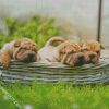 Shar Pei Puppies In Basket diamond painting