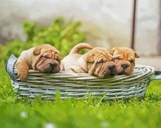 Shar Pei Puppies In Basket diamond painting