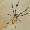 Spider Art diamond painting