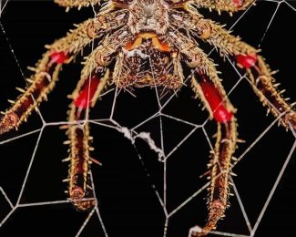 Spider In Web diamond painting