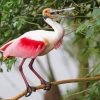 Spoonbill Bird diamond painting