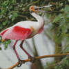 Spoonbill Bird diamond painting