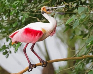 Spoonbill Bird diamond painting