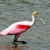 Spoonbills diamond painting