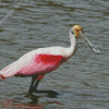 Spoonbills diamond painting