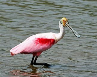 Spoonbills diamond painting