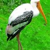 Stork Bird diamond painting