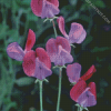 Sweetpea Flowers diamond painting