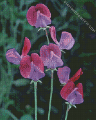 Sweetpea Flowers diamond painting