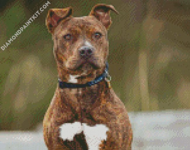 The Brindle Pitbull diamond painting