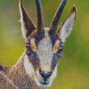 The Chamois Animal diamond painting