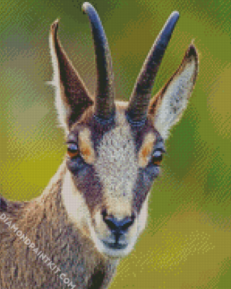 The Chamois Animal diamond painting