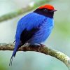 The Chiroxiphia Manakin Bird diamond painting