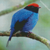 The Chiroxiphia Manakin Bird diamond painting