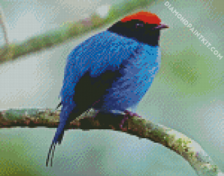 The Chiroxiphia Manakin Bird diamond painting