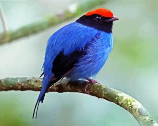 The Chiroxiphia Manakin Bird diamond painting