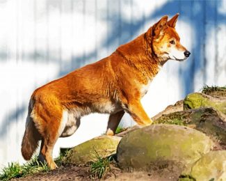 The Dingo Dog diamond painting