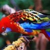 The Eastern Rosella Bird diamond painting