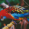 The Eastern Rosella Bird diamond painting