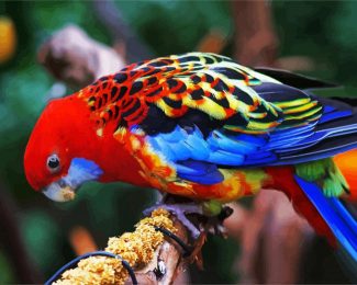 The Eastern Rosella Bird diamond painting