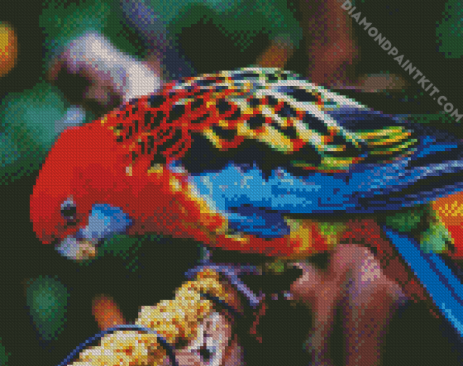 The Eastern Rosella Bird diamond painting