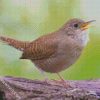 The House Wren Bird diamond painting