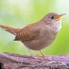 The House Wren Bird diamond painting