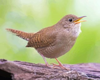 The House Wren Bird diamond painting