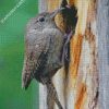 The House Wren Bird Animal diamond painting