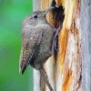 The House Wren Bird Animal diamond painting