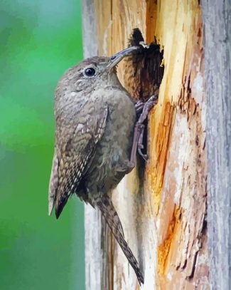 The House Wren Bird Animal diamond painting